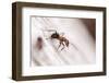 Wood Ant (Formica Rufa) Arne Rspb Reserve, Dorset, England, UK, July. 2020Vision Book Plate-Ross Hoddinott-Framed Photographic Print