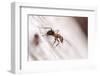 Wood Ant (Formica Rufa) Arne Rspb Reserve, Dorset, England, UK, July. 2020Vision Book Plate-Ross Hoddinott-Framed Photographic Print