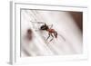 Wood Ant (Formica Rufa) Arne Rspb Reserve, Dorset, England, UK, July. 2020Vision Book Plate-Ross Hoddinott-Framed Photographic Print