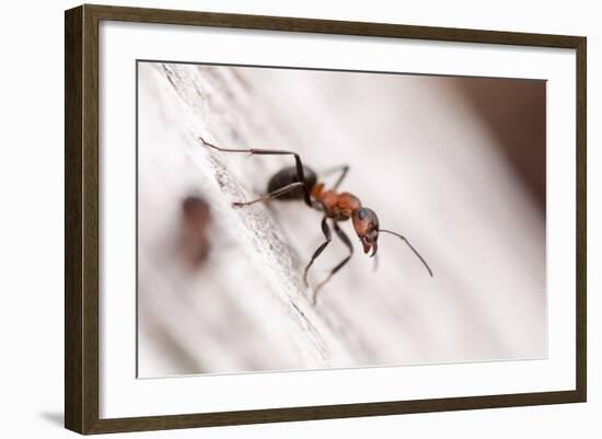 Wood Ant (Formica Rufa) Arne Rspb Reserve, Dorset, England, UK, July. 2020Vision Book Plate-Ross Hoddinott-Framed Photographic Print