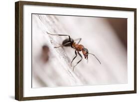 Wood Ant (Formica Rufa) Arne Rspb Reserve, Dorset, England, UK, July. 2020Vision Book Plate-Ross Hoddinott-Framed Photographic Print