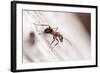 Wood Ant (Formica Rufa) Arne Rspb Reserve, Dorset, England, UK, July. 2020Vision Book Plate-Ross Hoddinott-Framed Photographic Print