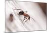 Wood Ant (Formica Rufa) Arne Rspb Reserve, Dorset, England, UK, July. 2020Vision Book Plate-Ross Hoddinott-Mounted Photographic Print