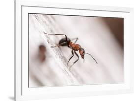 Wood Ant (Formica Rufa) Arne Rspb Reserve, Dorset, England, UK, July. 2020Vision Book Plate-Ross Hoddinott-Framed Photographic Print