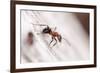 Wood Ant (Formica Rufa) Arne Rspb Reserve, Dorset, England, UK, July. 2020Vision Book Plate-Ross Hoddinott-Framed Photographic Print