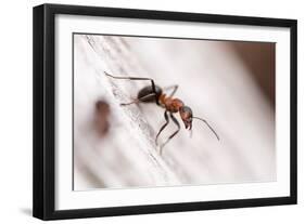 Wood Ant (Formica Rufa) Arne Rspb Reserve, Dorset, England, UK, July. 2020Vision Book Plate-Ross Hoddinott-Framed Photographic Print