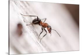 Wood Ant (Formica Rufa) Arne Rspb Reserve, Dorset, England, UK, July. 2020Vision Book Plate-Ross Hoddinott-Stretched Canvas