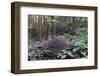 Wood Ant (Formica Sp.) Nest in Coniferous Forest-Nick Upton-Framed Photographic Print