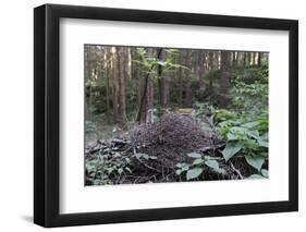 Wood Ant (Formica Sp.) Nest in Coniferous Forest-Nick Upton-Framed Photographic Print