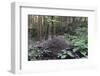 Wood Ant (Formica Sp.) Nest in Coniferous Forest-Nick Upton-Framed Photographic Print