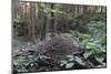 Wood Ant (Formica Sp.) Nest in Coniferous Forest-Nick Upton-Mounted Photographic Print