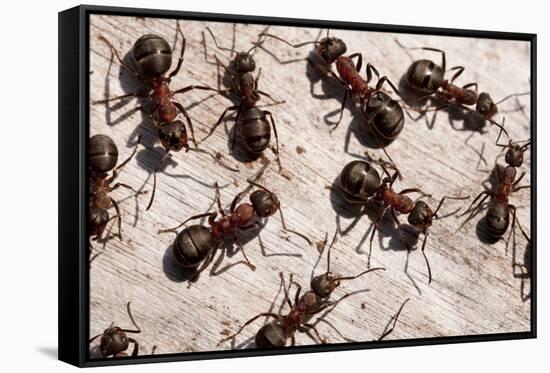 Wood Ants (Formica Rufa), Arne Rspb Reserve, Dorset, England, UK, September. 2020Vision Book Plate-Ross Hoddinott-Framed Stretched Canvas