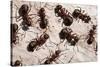 Wood Ants (Formica Rufa), Arne Rspb Reserve, Dorset, England, UK, September. 2020Vision Book Plate-Ross Hoddinott-Stretched Canvas