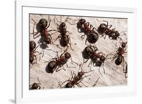 Wood Ants (Formica Rufa), Arne Rspb Reserve, Dorset, England, UK, September. 2020Vision Book Plate-Ross Hoddinott-Framed Photographic Print