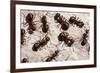 Wood Ants (Formica Rufa), Arne Rspb Reserve, Dorset, England, UK, September. 2020Vision Book Plate-Ross Hoddinott-Framed Photographic Print