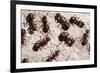 Wood Ants (Formica Rufa), Arne Rspb Reserve, Dorset, England, UK, September. 2020Vision Book Plate-Ross Hoddinott-Framed Photographic Print