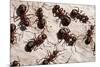 Wood Ants (Formica Rufa), Arne Rspb Reserve, Dorset, England, UK, September. 2020Vision Book Plate-Ross Hoddinott-Mounted Photographic Print