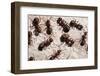 Wood Ants (Formica Rufa), Arne Rspb Reserve, Dorset, England, UK, September. 2020Vision Book Plate-Ross Hoddinott-Framed Photographic Print