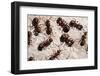 Wood Ants (Formica Rufa), Arne Rspb Reserve, Dorset, England, UK, September. 2020Vision Book Plate-Ross Hoddinott-Framed Photographic Print