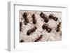 Wood Ants (Formica Rufa), Arne Rspb Reserve, Dorset, England, UK, September. 2020Vision Book Plate-Ross Hoddinott-Framed Photographic Print