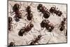 Wood Ants (Formica Rufa), Arne Rspb Reserve, Dorset, England, UK, September. 2020Vision Book Plate-Ross Hoddinott-Mounted Photographic Print