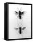 Wood Ants-null-Framed Stretched Canvas