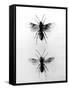 Wood Ants-null-Framed Stretched Canvas