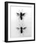 Wood Ants-null-Framed Photographic Print