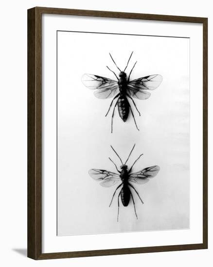 Wood Ants-null-Framed Photographic Print