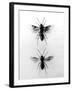 Wood Ants-null-Framed Photographic Print