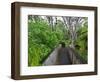 Wood, Auckland Sentennial Park, Piha, Auckland, North Island, New Zealand-Rainer Mirau-Framed Photographic Print