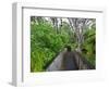 Wood, Auckland Sentennial Park, Piha, Auckland, North Island, New Zealand-Rainer Mirau-Framed Photographic Print