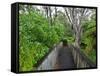 Wood, Auckland Sentennial Park, Piha, Auckland, North Island, New Zealand-Rainer Mirau-Framed Stretched Canvas