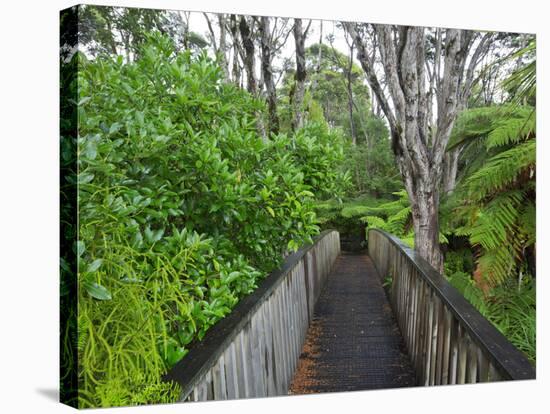 Wood, Auckland Sentennial Park, Piha, Auckland, North Island, New Zealand-Rainer Mirau-Stretched Canvas