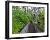 Wood, Auckland Sentennial Park, Piha, Auckland, North Island, New Zealand-Rainer Mirau-Framed Photographic Print