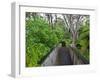 Wood, Auckland Sentennial Park, Piha, Auckland, North Island, New Zealand-Rainer Mirau-Framed Photographic Print