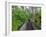 Wood, Auckland Sentennial Park, Piha, Auckland, North Island, New Zealand-Rainer Mirau-Framed Photographic Print