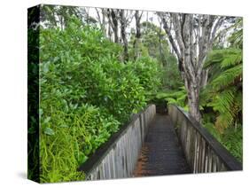 Wood, Auckland Sentennial Park, Piha, Auckland, North Island, New Zealand-Rainer Mirau-Stretched Canvas