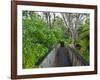 Wood, Auckland Sentennial Park, Piha, Auckland, North Island, New Zealand-Rainer Mirau-Framed Photographic Print