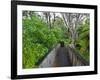 Wood, Auckland Sentennial Park, Piha, Auckland, North Island, New Zealand-Rainer Mirau-Framed Photographic Print