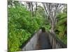 Wood, Auckland Sentennial Park, Piha, Auckland, North Island, New Zealand-Rainer Mirau-Mounted Photographic Print