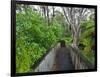 Wood, Auckland Sentennial Park, Piha, Auckland, North Island, New Zealand-Rainer Mirau-Framed Photographic Print