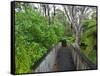 Wood, Auckland Sentennial Park, Piha, Auckland, North Island, New Zealand-Rainer Mirau-Framed Stretched Canvas