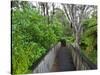 Wood, Auckland Sentennial Park, Piha, Auckland, North Island, New Zealand-Rainer Mirau-Stretched Canvas