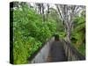 Wood, Auckland Sentennial Park, Piha, Auckland, North Island, New Zealand-Rainer Mirau-Stretched Canvas