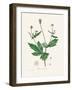 Wood Avens (Geum Urbanum) Medical Botany-John Stephenson and James Morss Churchill-Framed Photographic Print