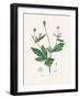 Wood Avens (Geum Urbanum) Medical Botany-John Stephenson and James Morss Churchill-Framed Photographic Print