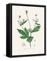 Wood Avens (Geum Urbanum) Medical Botany-John Stephenson and James Morss Churchill-Framed Stretched Canvas