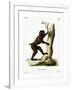 Wood Baboon-null-Framed Giclee Print