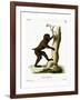 Wood Baboon-null-Framed Giclee Print